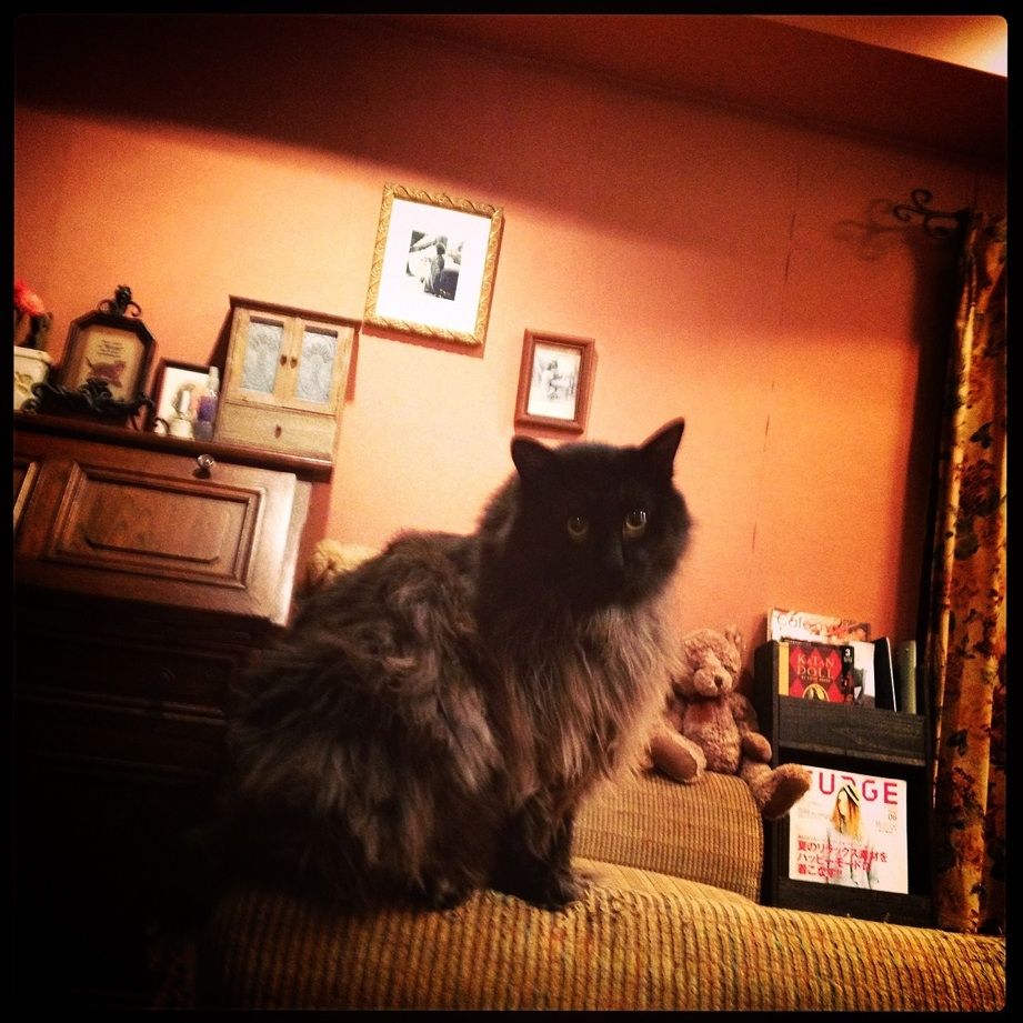 看板猫ＴＩＭです。よろしく☆