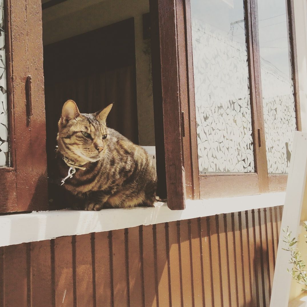 猫店長もいます♪